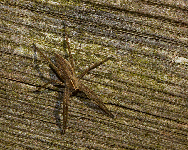 Nursery Web Spider IMG_0858