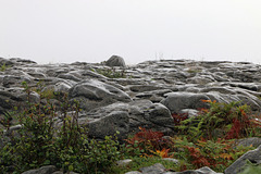 Field of rocks