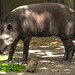 20210709 1665CPw [D~OS] Flachlandtapir, Wasserschwein, Zoo Osnabrück