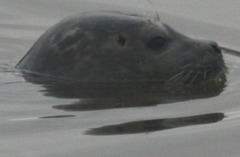 Common Seal (Phoca vitulina) Profile 01 Cropped