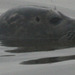 Common Seal (Phoca vitulina) Profile 01 Cropped