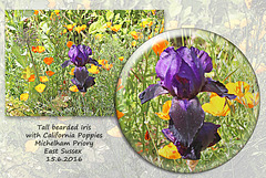 Iris & California Poppies - Michelham Priory - 15.6.2016