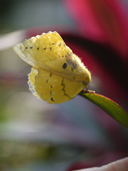 Lappet Moth