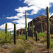 Organ Pipe Cactus National Park Arizona