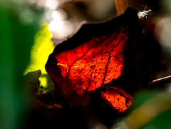 Glowing Leaf