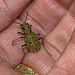 Tiger Beetle IMG_0843