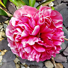 Pink and white peony