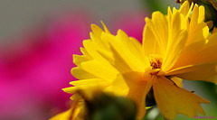 Fleurs en jaune.... Coreopsis