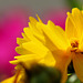 Fleurs en jaune.... Coreopsis