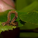 Caterpillar IMG_0895