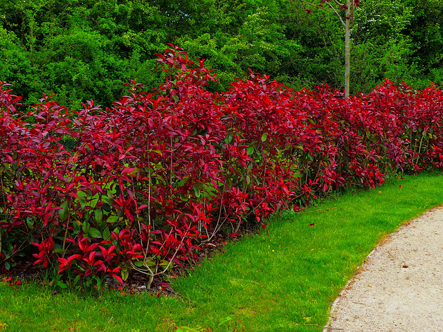Red Bush Red Bush