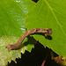 Caterpillar IMG_0896