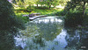 Aquaplancton: effectiveness in pond clearance?