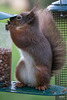 Red Squirrel at breakfast