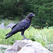 corneille d'Amérique/American crow