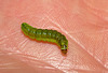 Caterpillar IMG_0897