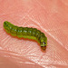 Caterpillar IMG_0897