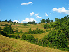 Green summer landscape