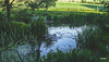 Aquaplancton: effectiveness in pond clearance?
