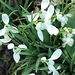 Snowdrops opening up