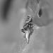 Tiny spider devours tinier leaf hopper nymph (IR)