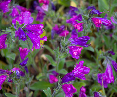Purple Flowers___________EXPLORE