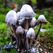 Mushrooms ...