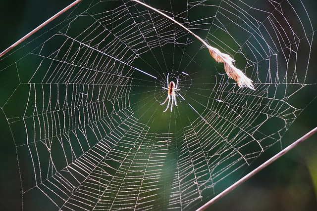 Jetzt beginnt die Zeit der Spinnen - Now begins the time of the spiders