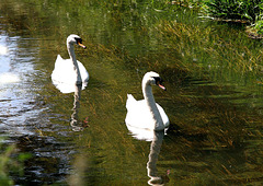 Two of a Kind Mute Swans (Cygnus olor) on River Hertford. 2nd June 2009