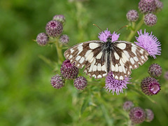 Marbled White Butterfly (+PiP)