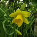 Mini yellow daffodils