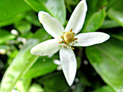 White Blossom Of the Tangelo Tree