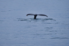 Humpback whale 2