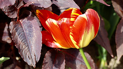 Tulipe panachée