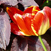 Tulipe panachée