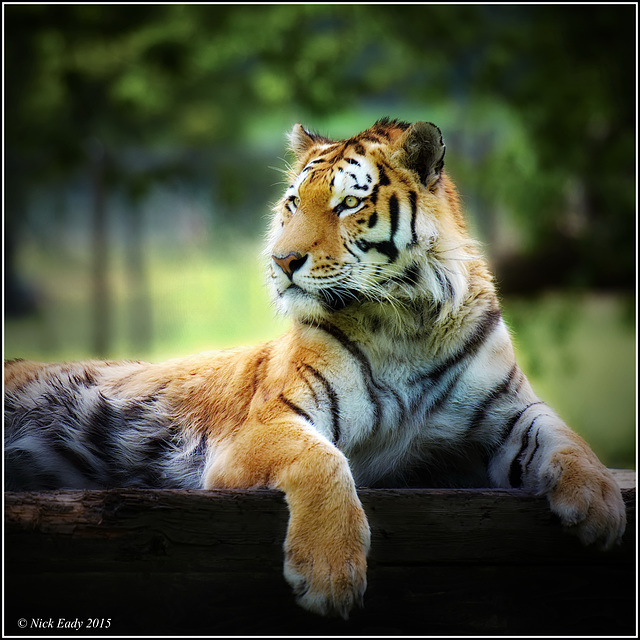 amur tiger