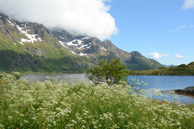 Norway, Green Summer Landscape of Lofoten Islands