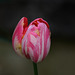 tulipe façon " berlingot " .....