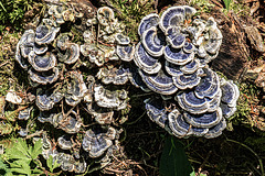 Tree Mushroom Sculpture