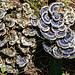 Tree Mushroom Sculpture
