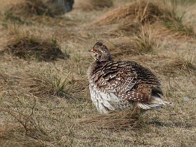 Male Sharp-tailed Grouse