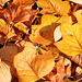 Rouges, jaunes, brunes, les feuilles dansent à l'automne !