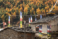 Golden Trees and Prayer Flags