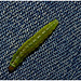 Caterpillar Oxshott Heath IMG_0839
