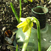 You can see the size of the mini daffodil next to the watering can rose