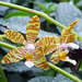 Phalaenopsis fassciata
