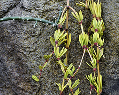 Peperomia kimnachii – Brooklyn Botanic Garden, New York, New York