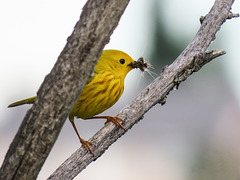 Yellow Warbler with food for his babies