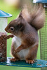 Red Squirrel at breakfast