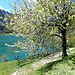 Frühling am Lago di Ledro. ©UdoSm